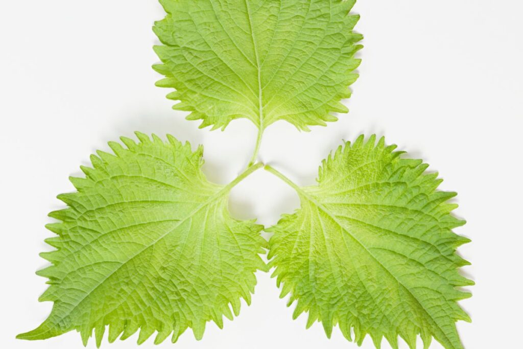 three green shiso leaves