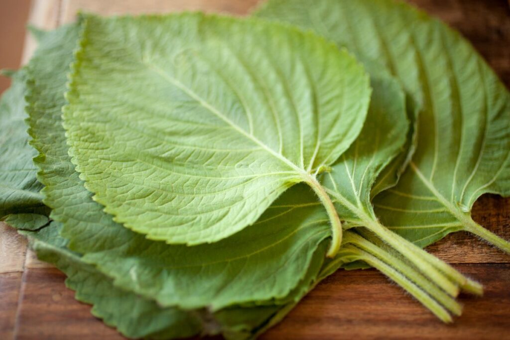 shiso blog image