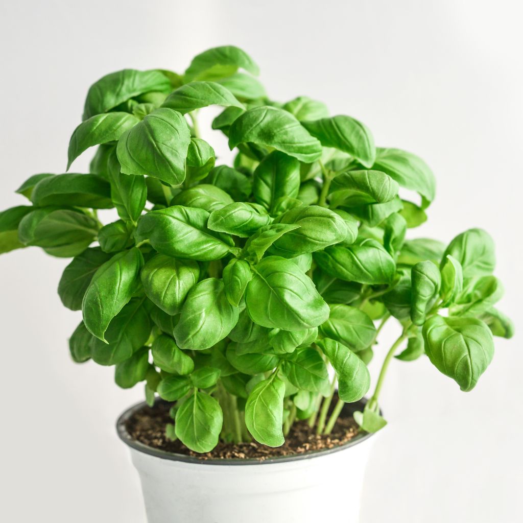 Basil on pot