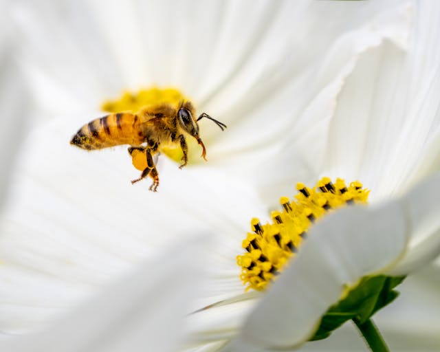 Cosmos and a bee