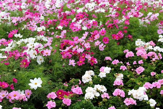 Field of Cosmos