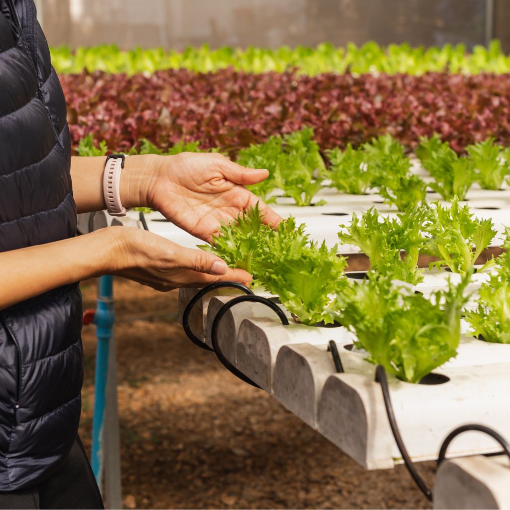 Hydroponics DIY