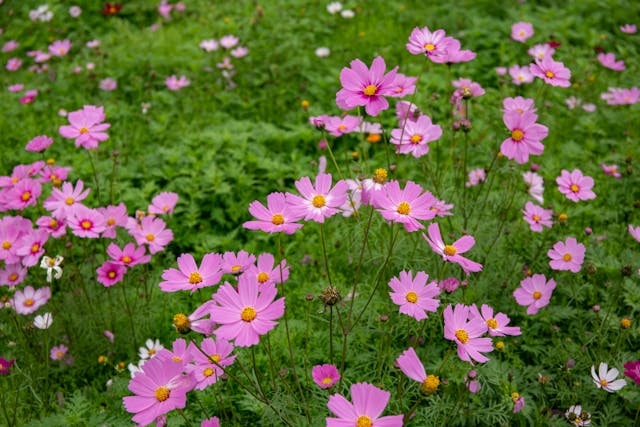 Multiple Cosmos Flowers