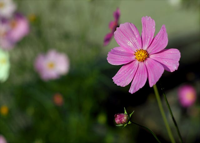 Pink Cosmos Flower