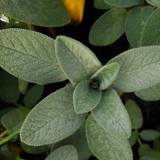 Sage Plant