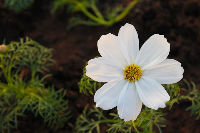 Are Cosmos Wildflowers? Discover Their Stunning Beauty!