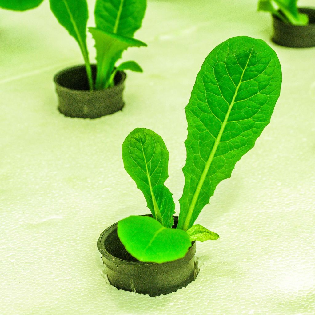 budding leafy vegetables