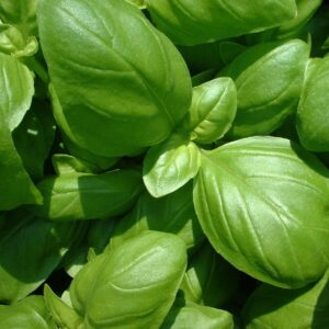 closeup Basil