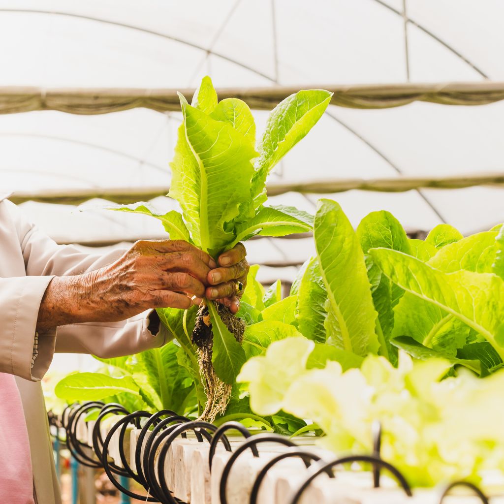 harvesting greens