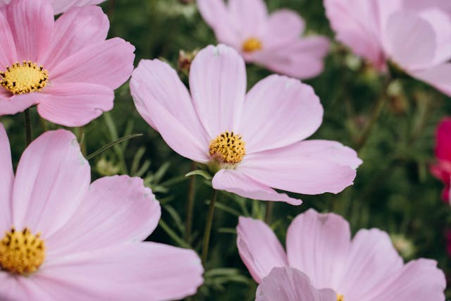 several pink cosmos