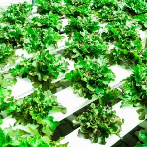 hydroponics in rows