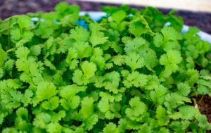 growing cilantro in aerogarden