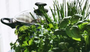 trimming chives in aerogarden