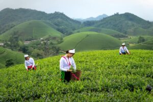 hojicha vs sencha