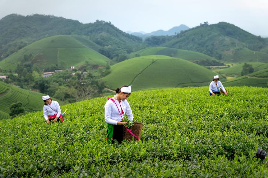 hojicha vs sencha